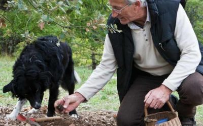 Pechalifour: La truffe en Périgord Noir