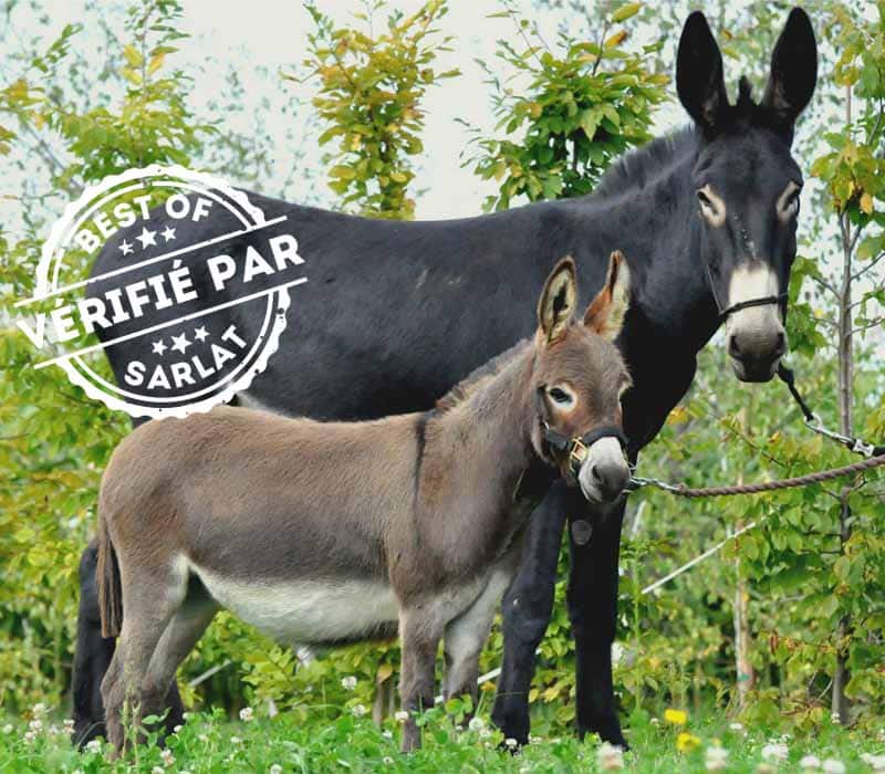 Asinerie de Beaugarry Best of Sarlat