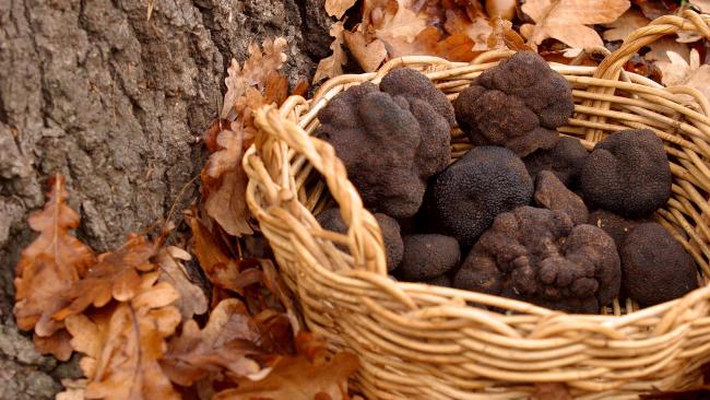 Partez à la découverte de la truffe noire du Périgord